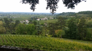 Vineyard at first chateau